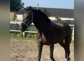 Andalusiër, Merrie, 4 Jaar, 167 cm, Zwart