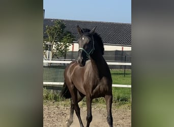 Andalusiër, Merrie, 4 Jaar, 167 cm, Zwart