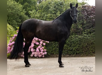 Andalusiër, Merrie, 4 Jaar, 168 cm, Zwart