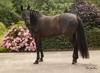 Andalusiër, Merrie, 4 Jaar, 168 cm, Zwart