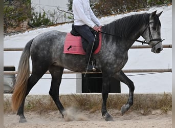 Andalusiër, Merrie, 4 Jaar, 170 cm, Schimmel
