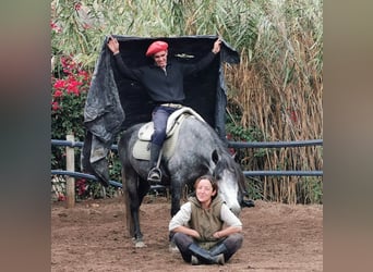 Andalusiër, Merrie, 5 Jaar, 149 cm, Schimmel