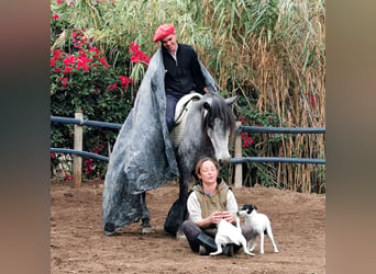 Andalusiër, Merrie, 5 Jaar, 149 cm, Schimmel