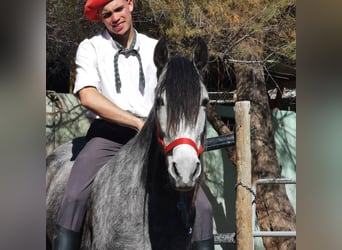 Andalusiër, Merrie, 5 Jaar, 149 cm, Schimmel