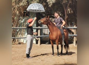 Andalusiër, Merrie, 5 Jaar, 150 cm, Bruin