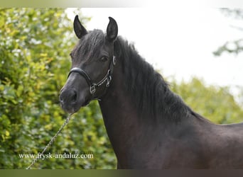 Andalusiër, Merrie, 5 Jaar, 150 cm, Zwart