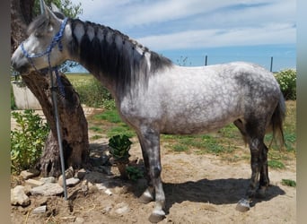 Andalusiër, Merrie, 5 Jaar, 155 cm, Appelschimmel