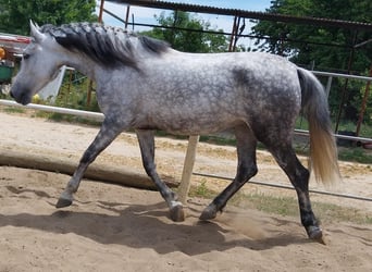 Andalusiër, Merrie, 5 Jaar, 155 cm, Appelschimmel