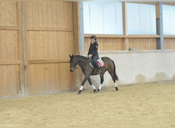 Andalusiër, Merrie, 5 Jaar, 155 cm, Donkerbruin