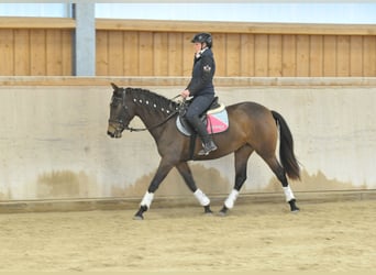Andalusiër, Merrie, 5 Jaar, 155 cm, Donkerbruin
