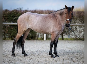 Andalusiër, Merrie, 5 Jaar, 155 cm, Rood schimmel