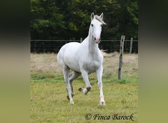 Andalusiër, Merrie, 5 Jaar, 155 cm, Schimmel