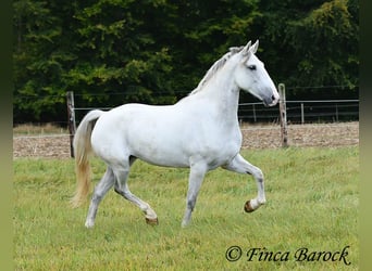 Andalusier, Stute, 5 Jahre, 155 cm, Schimmel