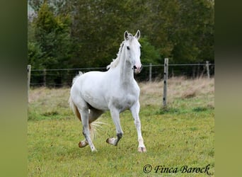 Andalusiër, Merrie, 5 Jaar, 155 cm, Schimmel