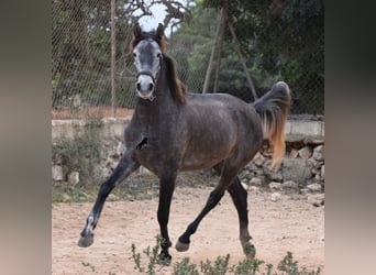 Andalusiër, Merrie, 5 Jaar, 155 cm, Schimmel