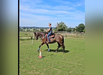 Andalusiër Mix, Merrie, 5 Jaar, 156 cm, Grullo