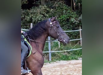 Andalusiër, Merrie, 5 Jaar, 158 cm