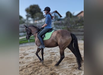 Andalusiër, Merrie, 5 Jaar, 158 cm