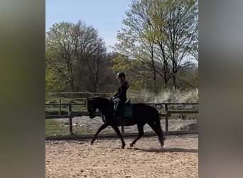 Andalusiër, Merrie, 5 Jaar, 158 cm, Zwart