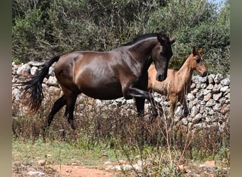 Andalusiër, Merrie, 5 Jaar, 158 cm, Zwart