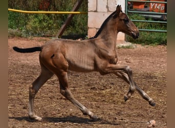 Andalusiër, Merrie, 5 Jaar, 158 cm, Zwart