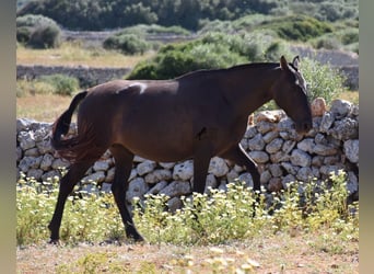 Andalusiër, Merrie, 5 Jaar, 158 cm, Zwart