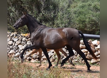 Andalusiër, Merrie, 5 Jaar, 158 cm, Zwart