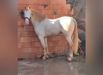 Andalusiër, Merrie, 5 Jaar, 159 cm, Cremello