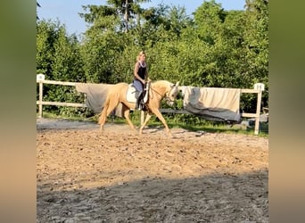 Andalusiër, Merrie, 5 Jaar, 160 cm, Palomino