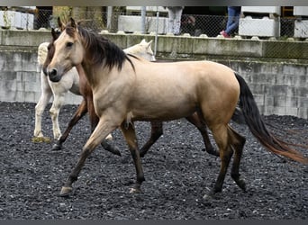 Andalusiër, Merrie, 5 Jaar, 161 cm, Falbe