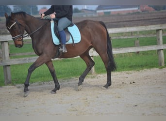 Andalusiër, Merrie, 5 Jaar, 162 cm, Bruin