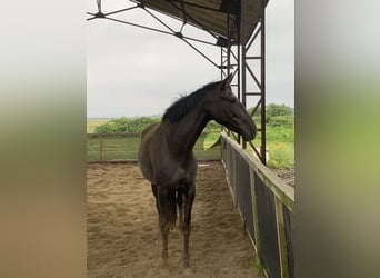 Andalusiër, Merrie, 5 Jaar, 162 cm, Zwart