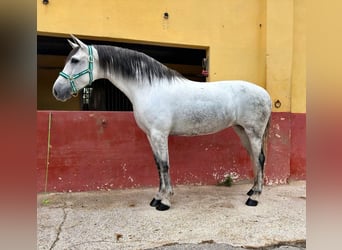 Andalusiër, Merrie, 5 Jaar, 163 cm, Schimmel