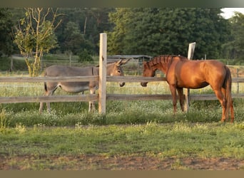 Andalusiër, Merrie, 5 Jaar, 164 cm, Donkere-vos