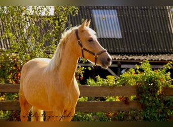 Andalusiër, Merrie, 5 Jaar, 164 cm, Palomino