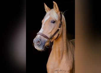 Andalusiër, Merrie, 5 Jaar, 164 cm, Palomino