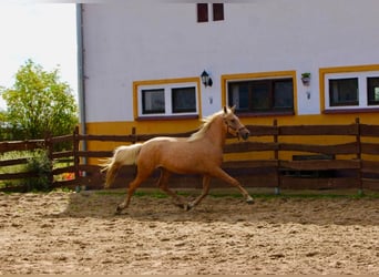 Andalusiër, Merrie, 5 Jaar, 164 cm, Palomino