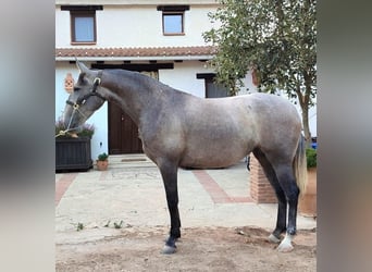 Andalusiër, Merrie, 5 Jaar, 165 cm, Schimmel