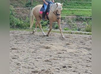Andalusiër, Merrie, 5 Jaar