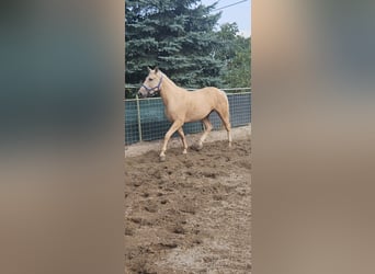 Andalusiër, Merrie, 5 Jaar