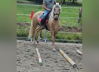 Andalusiër, Merrie, 5 Jaar