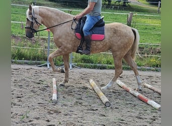 Andalusiër, Merrie, 5 Jaar