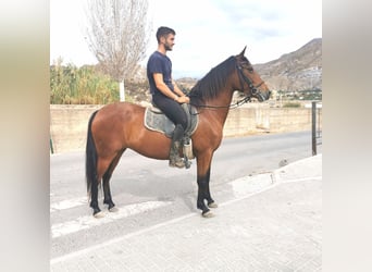 Andalusiër, Merrie, 6 Jaar, 150 cm, Bruin