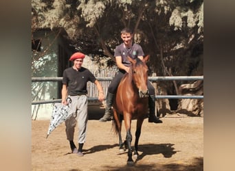 Andalusiër, Merrie, 6 Jaar, 150 cm, Bruin