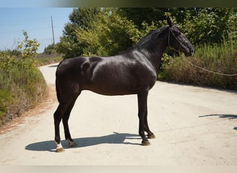 Andalusiër, Merrie, 6 Jaar, 152 cm, Zwart