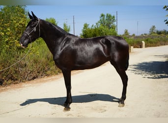 Andalusiër, Merrie, 6 Jaar, 152 cm, Zwart