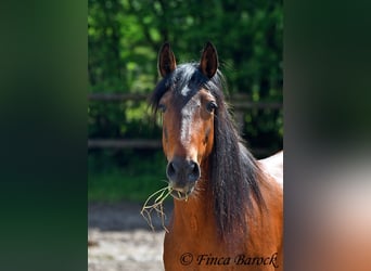 Andalusiër, Merrie, 6 Jaar, 153 cm, Brauner
