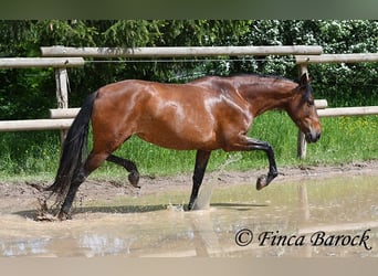 Andalusiër, Merrie, 6 Jaar, 153 cm, Brauner