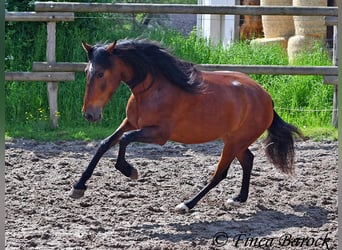 Andalusiër, Merrie, 6 Jaar, 153 cm, Brauner
