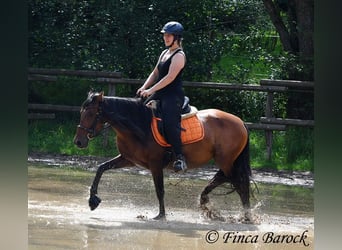 Andalusiër, Merrie, 6 Jaar, 153 cm, Brauner